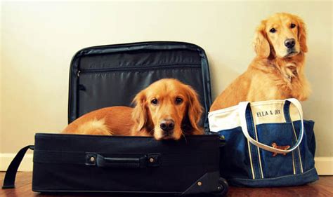 buying a dog overseas|how to get a dog from abroad.